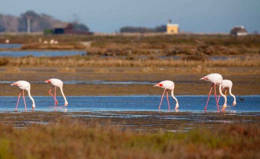 Excursión al Delta del Ebro + Paseo en catamarán