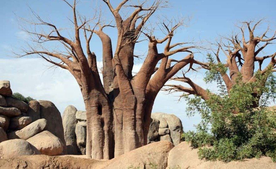 Excursión a Valencia + Bioparc