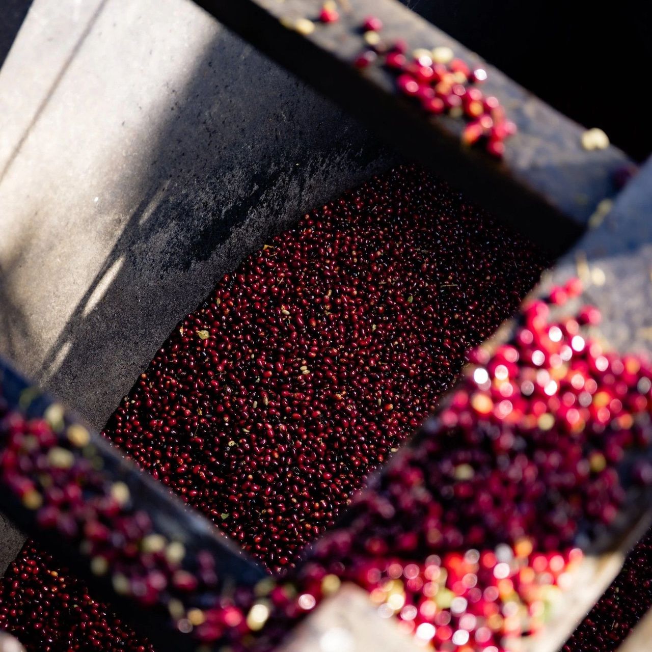 Foto: Madre Superiora Specialty Coffee Roasters